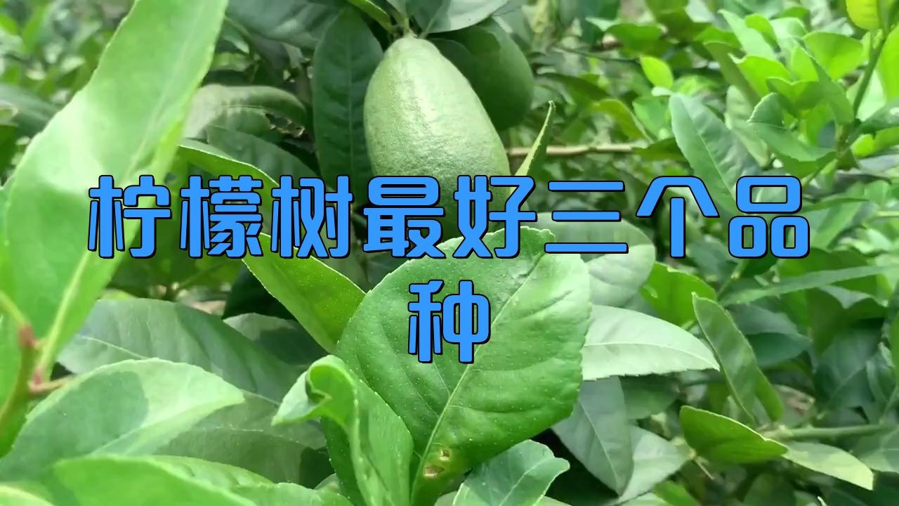 家里種哪個(gè)品種的檸檬好【家庭種植哪個(gè)品種的檸檬好】