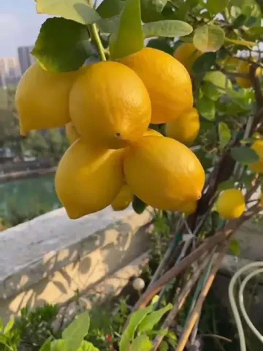 家里種哪個(gè)品種的檸檬好【家庭種植哪個(gè)品種的檸檬好】