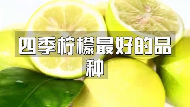 家里種哪個(gè)品種的檸檬好【家庭種植哪個(gè)品種的檸檬好】