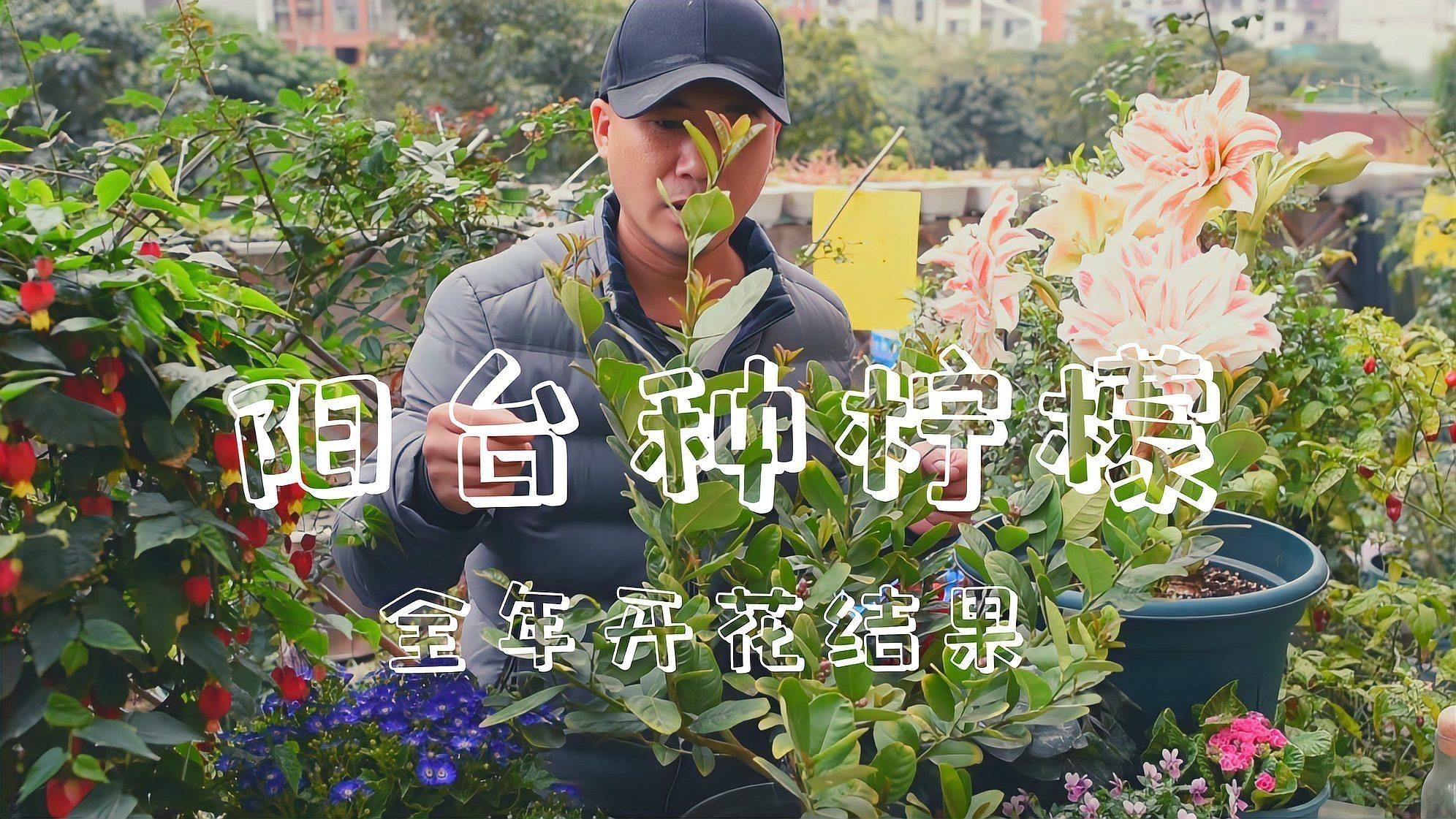 家里種哪個(gè)品種的檸檬好【家庭種植哪個(gè)品種的檸檬好】