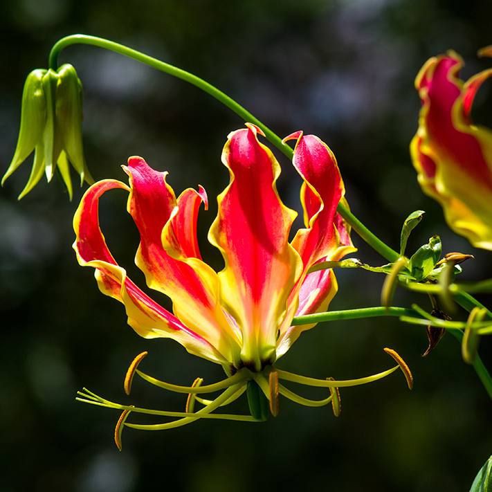 家里種哪個(gè)品種的檸檬好【家庭種植哪個(gè)品種的檸檬好】