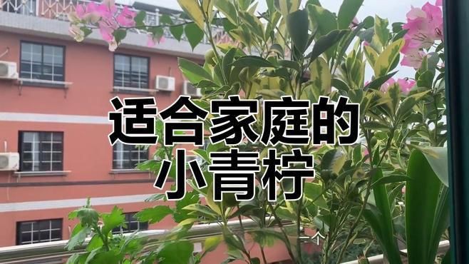 家里種哪個(gè)品種的檸檬好【家庭種植哪個(gè)品種的檸檬好】