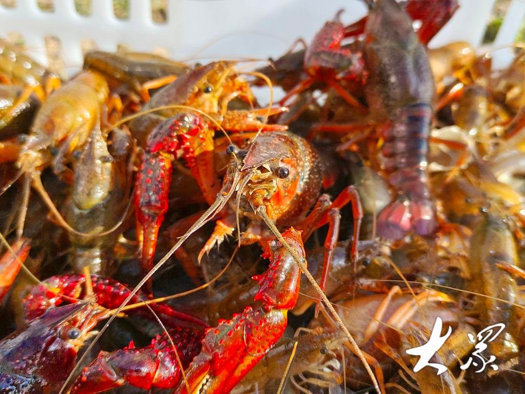 單縣龍魚店【單縣有龍魚店嗎】