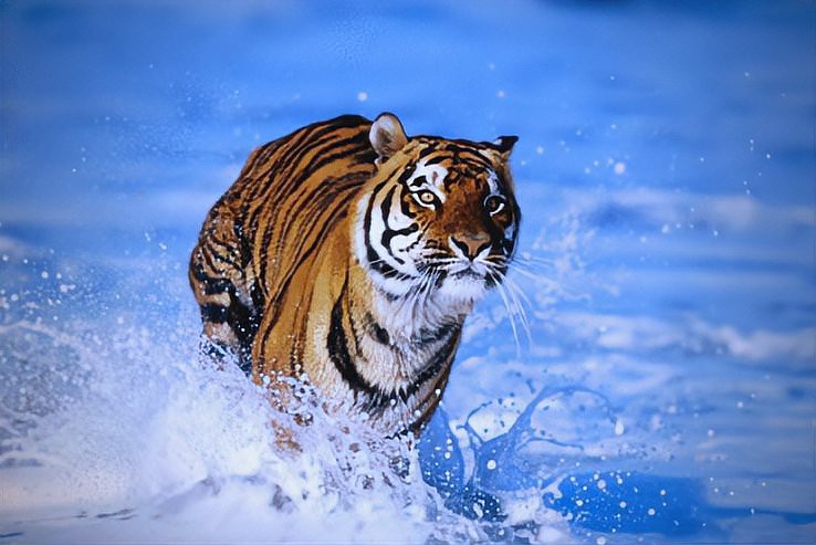 東北虎和華南虎的區別【東北虎與華南虎作為中國的虎亞種，東北虎需要捕獵成功】