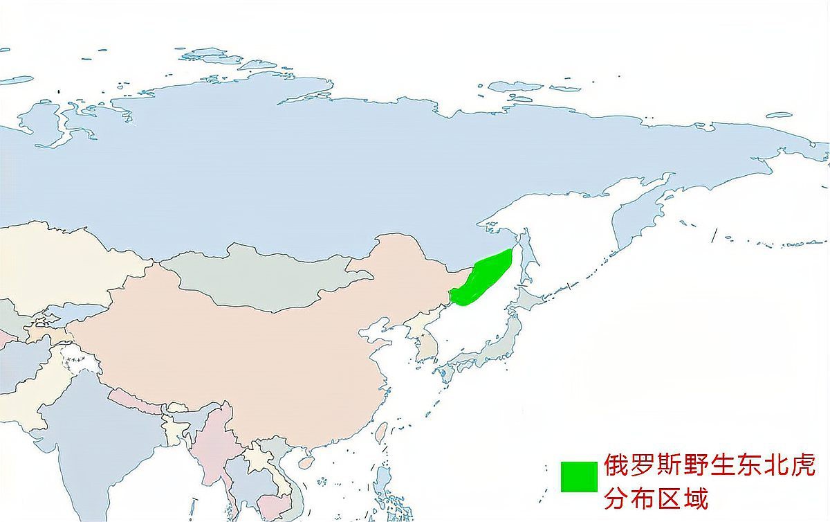 東北虎和華南虎的區別【東北虎與華南虎作為中國的虎亞種，東北虎需要捕獵成功】