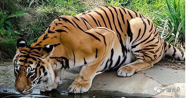 東北虎和華南虎的區別【東北虎與華南虎作為中國的虎亞種，東北虎需要捕獵成功】