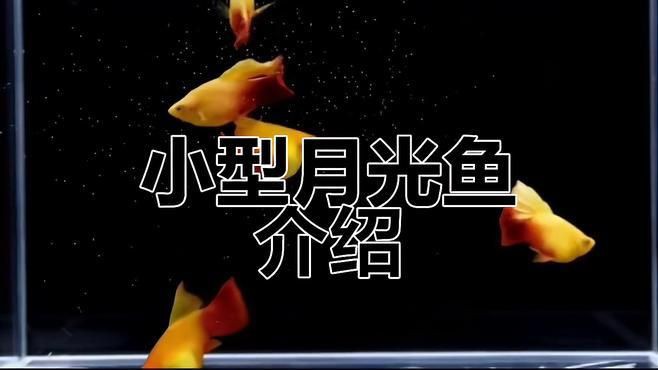 牡丹魚和月光魚的區別【牡丹魚與月光魚的區別】