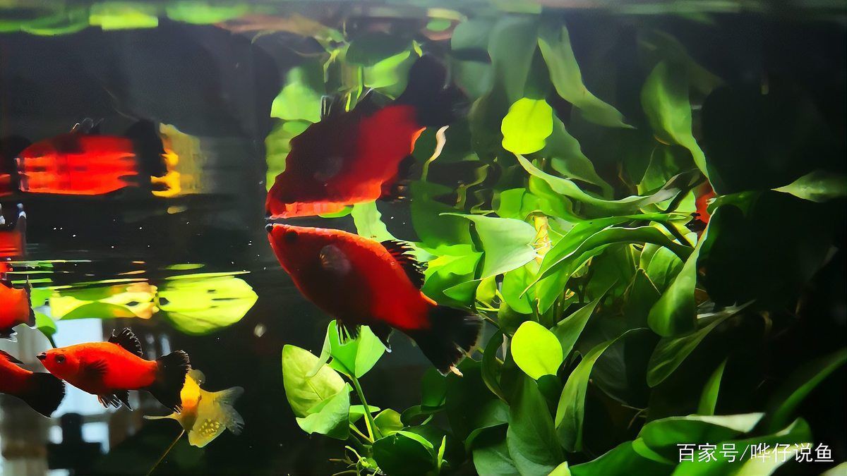 牡丹魚和月光魚的區(qū)別【牡丹魚與月光魚的區(qū)別】