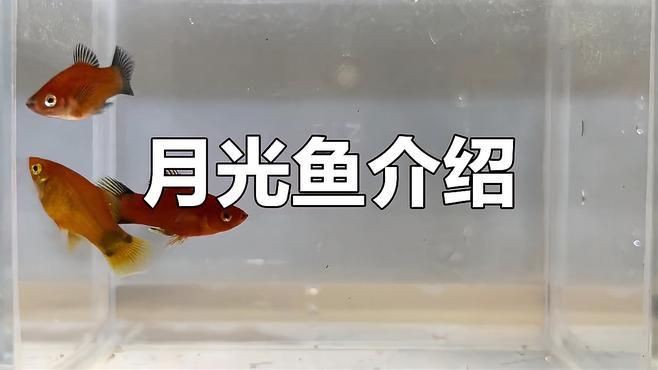 牡丹魚和月光魚的區別【牡丹魚與月光魚的區別】