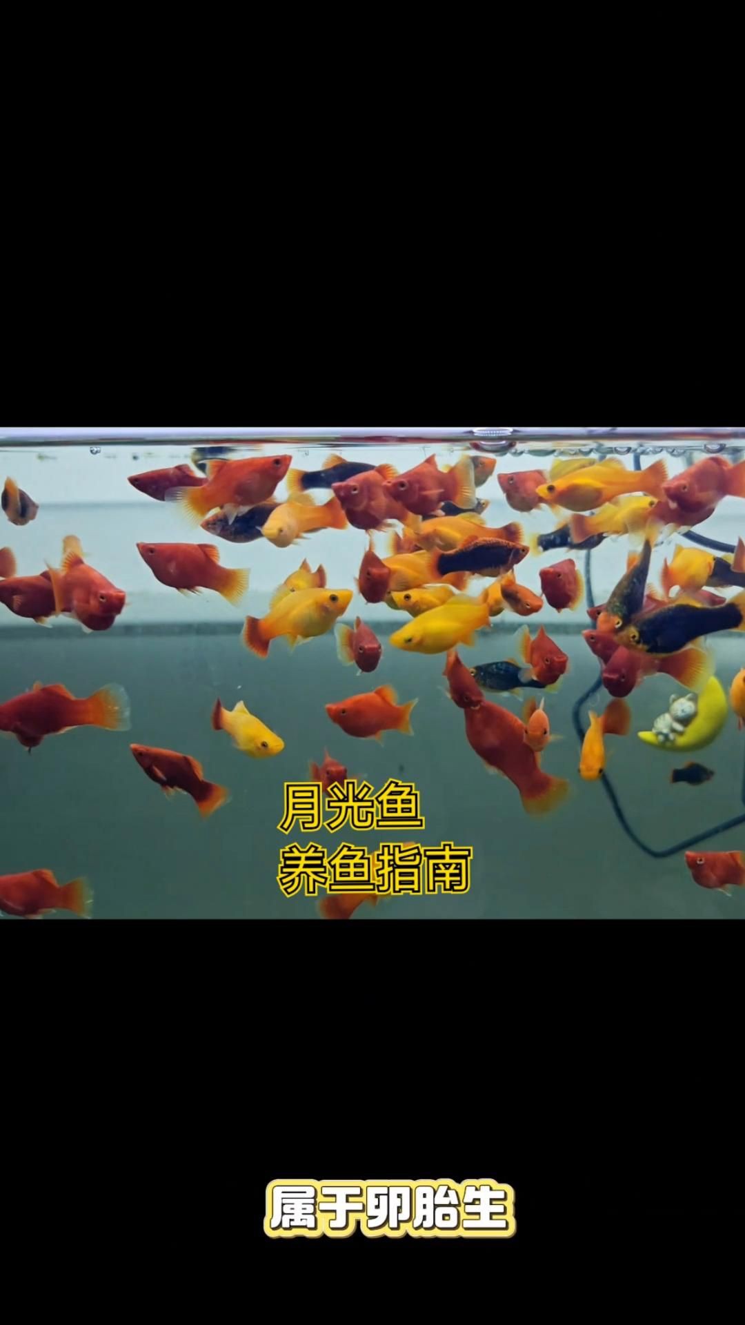 牡丹魚和月光魚的區(qū)別【牡丹魚與月光魚的區(qū)別】