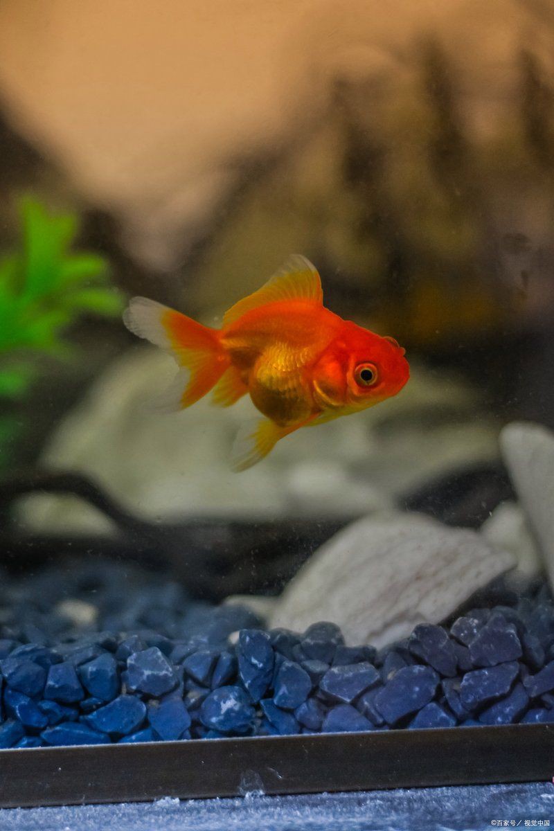 新余水族批發市場【撫州新余水族批發市場是當地重要的水產交易集散地】