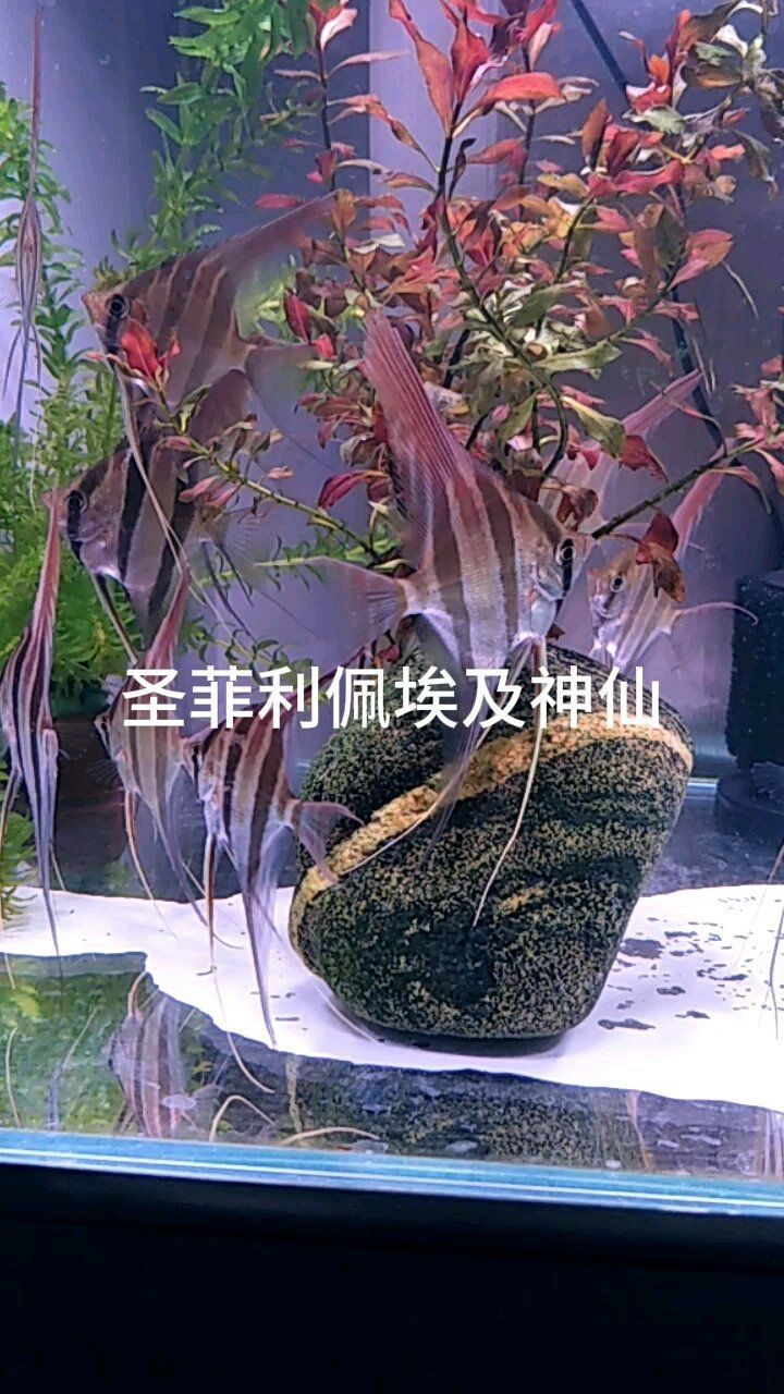 火焰埃及圣菲【“火焰埃及圣菲”融合了神秘與力量的元素展現出獨特的魅力】