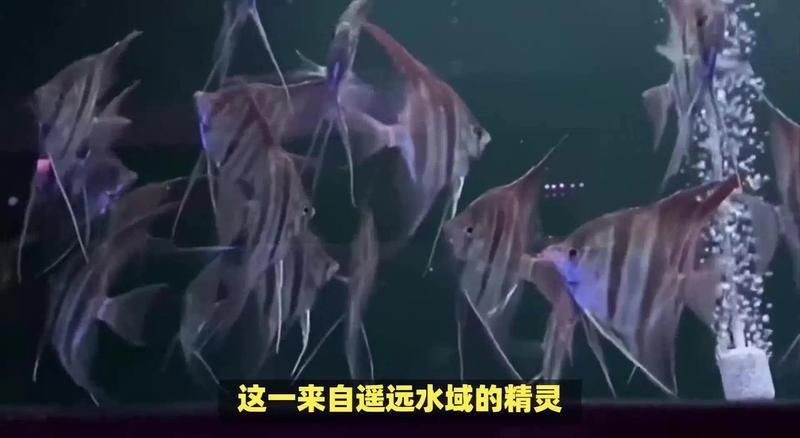 火焰埃及圣菲【“火焰埃及圣菲”融合了神秘與力量的元素展現出獨特的魅力】