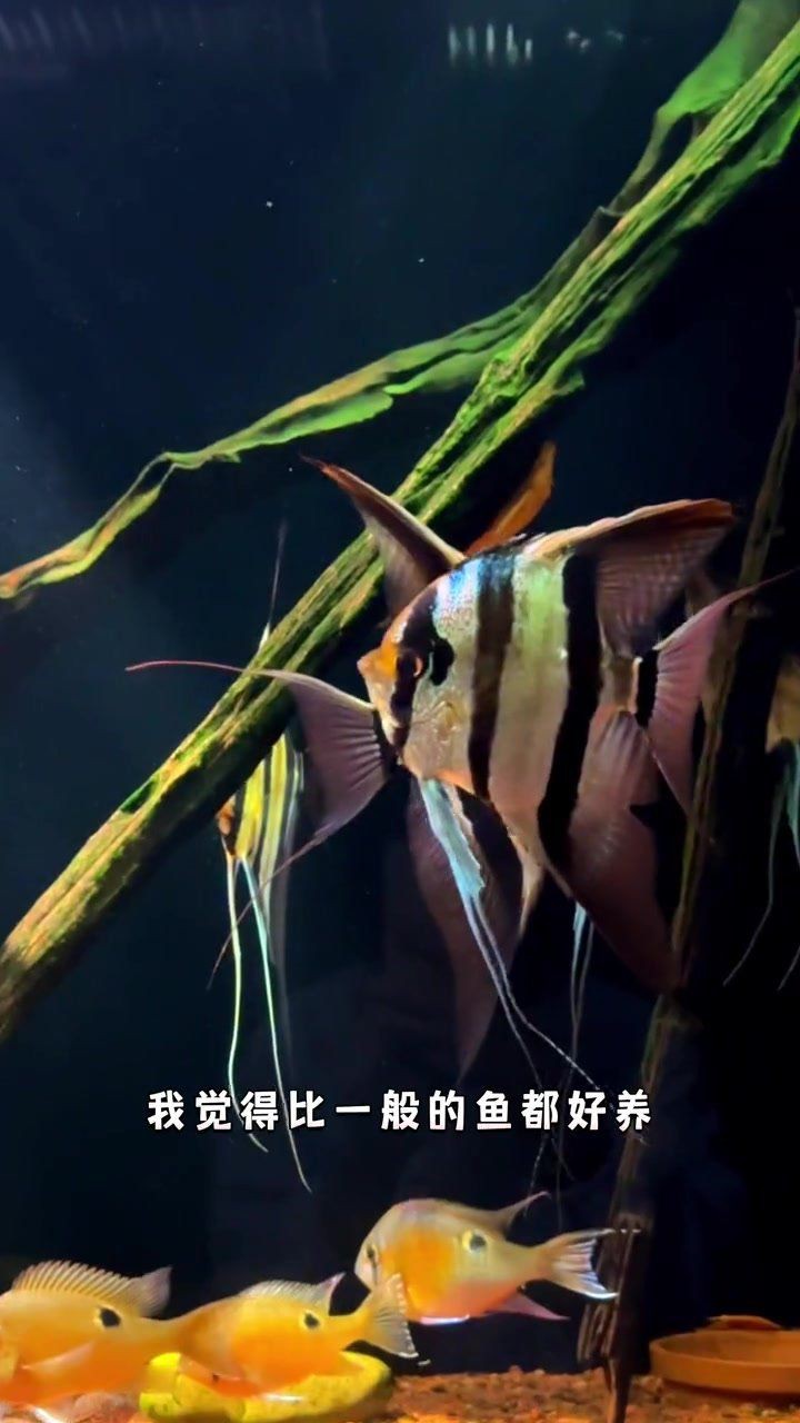 火焰埃及圣菲【“火焰埃及圣菲”融合了神秘與力量的元素展現出獨特的魅力】