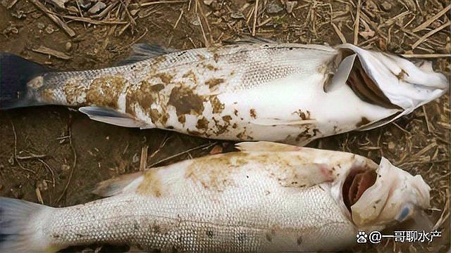 魚爛鰓病怎么處理【《魚爛鰓病處理方法摘要》魚爛鰓病處理方法摘要】