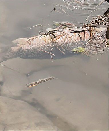 鯉魚死亡真實圖片【“鯉魚死亡真實圖片”直觀展現(xiàn)不同場景下鯉魚大量死亡】