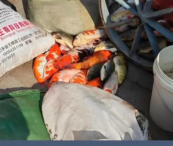 鯉魚死亡真實圖片【“鯉魚死亡真實圖片”直觀展現(xiàn)不同場景下鯉魚大量死亡】