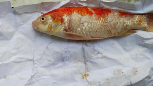 鯉魚死亡真實圖片【“鯉魚死亡真實圖片”直觀展現(xiàn)不同場景下鯉魚大量死亡】