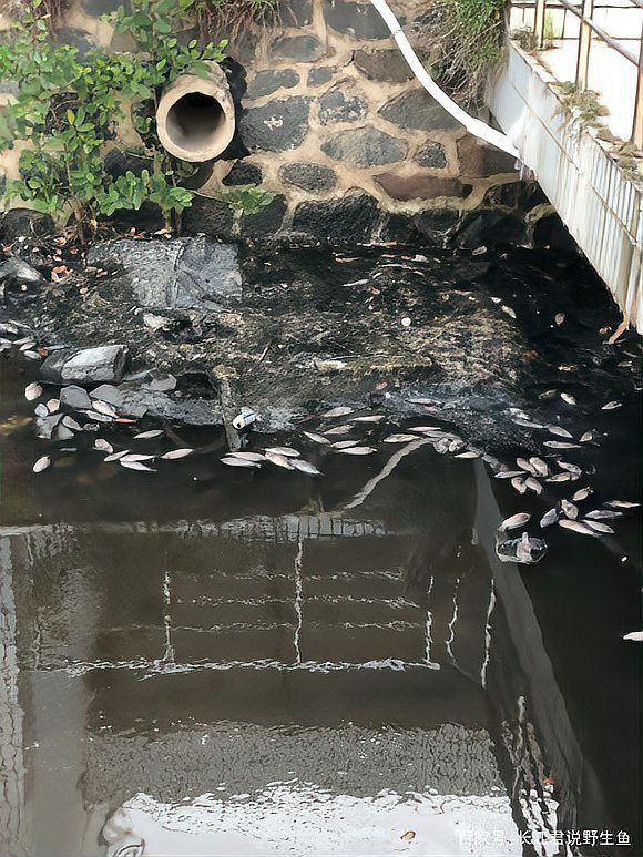 鯉魚死亡真實圖片【“鯉魚死亡真實圖片”直觀展現(xiàn)不同場景下鯉魚大量死亡】