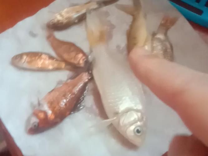 鯉魚死亡真實圖片【“鯉魚死亡真實圖片”直觀展現(xiàn)不同場景下鯉魚大量死亡】
