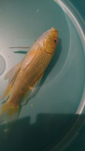 鯉魚死亡真實圖片【“鯉魚死亡真實圖片”直觀展現(xiàn)不同場景下鯉魚大量死亡】