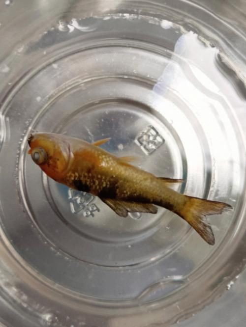 鯉魚死亡真實圖片【“鯉魚死亡真實圖片”直觀展現(xiàn)不同場景下鯉魚大量死亡】