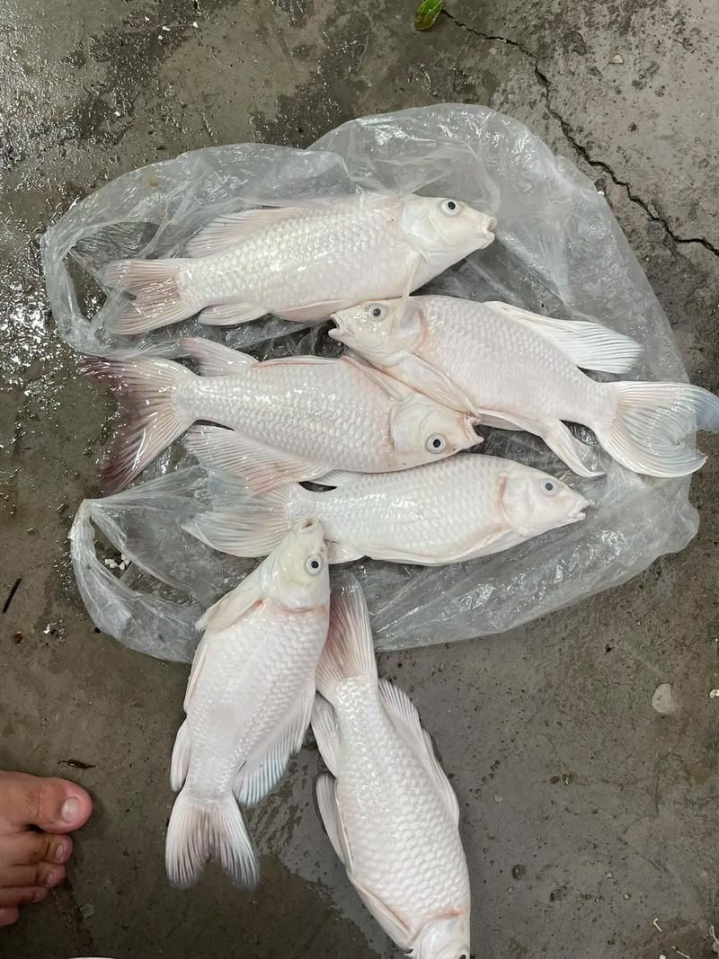 鯉魚死亡真實圖片【“鯉魚死亡真實圖片”直觀展現(xiàn)不同場景下鯉魚大量死亡】
