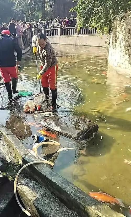 鯉魚死亡真實圖片【“鯉魚死亡真實圖片”直觀展現(xiàn)不同場景下鯉魚大量死亡】
