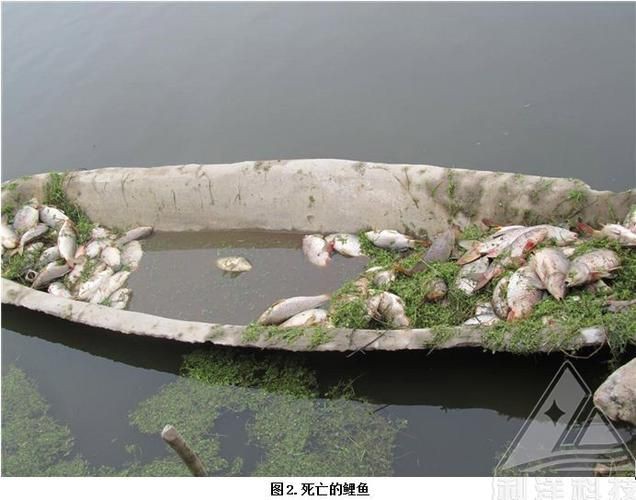 鯉魚死亡真實圖片【“鯉魚死亡真實圖片”直觀展現(xiàn)不同場景下鯉魚大量死亡】
