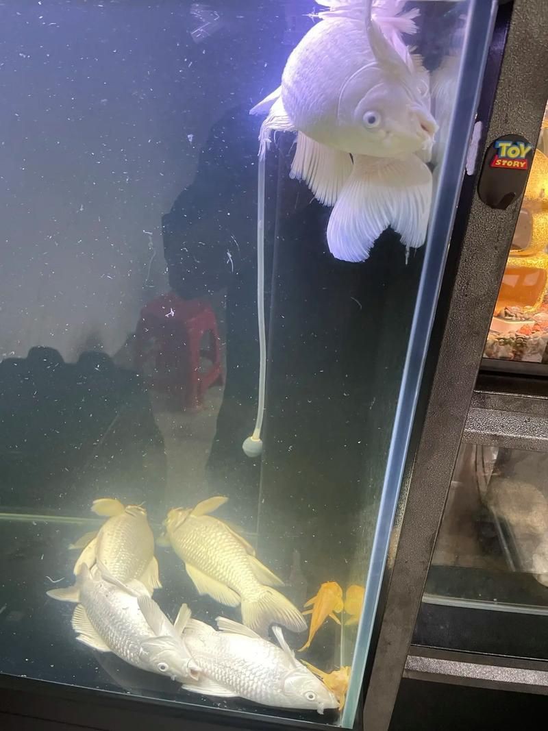 鯉魚死亡真實圖片【“鯉魚死亡真實圖片”直觀展現(xiàn)不同場景下鯉魚大量死亡】