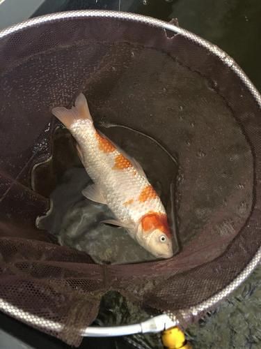 鯉魚死亡真實圖片【“鯉魚死亡真實圖片”直觀展現(xiàn)不同場景下鯉魚大量死亡】