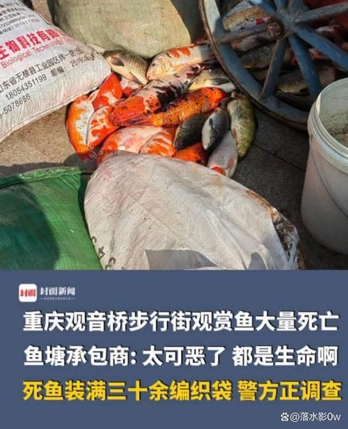 鯉魚死亡真實圖片【“鯉魚死亡真實圖片”直觀展現(xiàn)不同場景下鯉魚大量死亡】