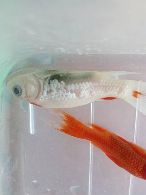 鯉魚死亡真實圖片【“鯉魚死亡真實圖片”直觀展現(xiàn)不同場景下鯉魚大量死亡】