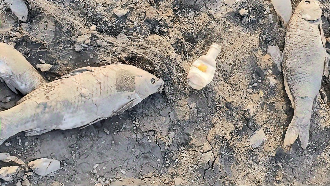 鯉魚死亡真實圖片【“鯉魚死亡真實圖片”直觀展現(xiàn)不同場景下鯉魚大量死亡】