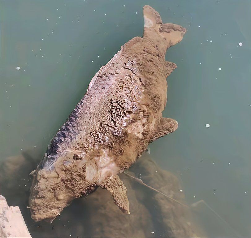 鯉魚死亡真實圖片【“鯉魚死亡真實圖片”直觀展現(xiàn)不同場景下鯉魚大量死亡】