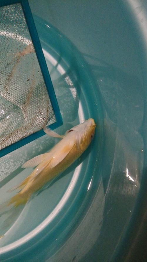 鯉魚死亡真實圖片【“鯉魚死亡真實圖片”直觀展現(xiàn)不同場景下鯉魚大量死亡】