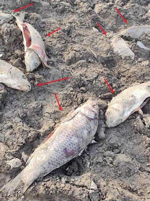 鯉魚死亡真實圖片【“鯉魚死亡真實圖片”直觀展現(xiàn)不同場景下鯉魚大量死亡】