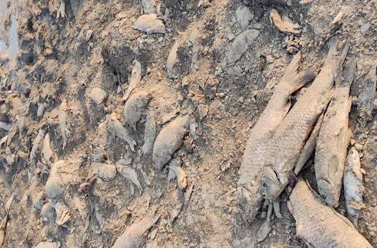 鯉魚死亡真實圖片【“鯉魚死亡真實圖片”直觀展現(xiàn)不同場景下鯉魚大量死亡】