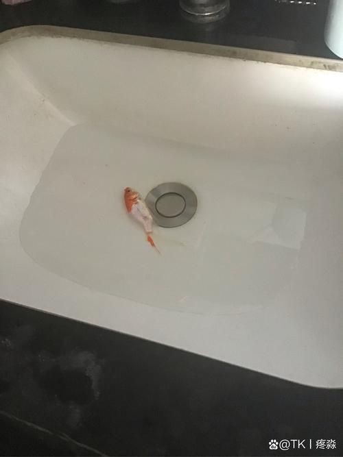 鯉魚死亡真實圖片【“鯉魚死亡真實圖片”直觀展現(xiàn)不同場景下鯉魚大量死亡】