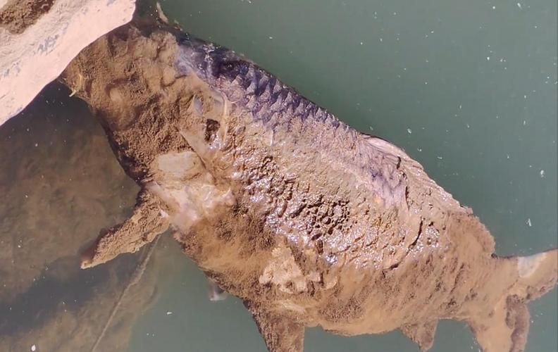 鯉魚死亡真實圖片【“鯉魚死亡真實圖片”直觀展現(xiàn)不同場景下鯉魚大量死亡】