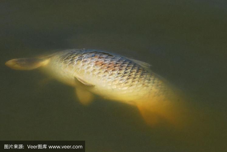 鯉魚死亡真實圖片【“鯉魚死亡真實圖片”直觀展現(xiàn)不同場景下鯉魚大量死亡】