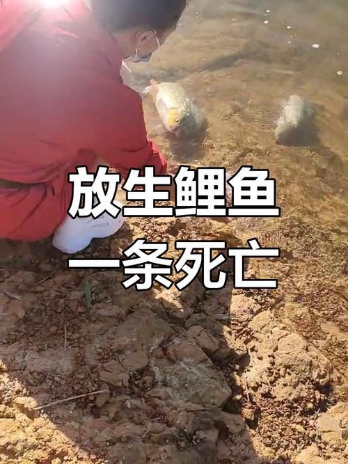 鯉魚死亡真實圖片【“鯉魚死亡真實圖片”直觀展現(xiàn)不同場景下鯉魚大量死亡】