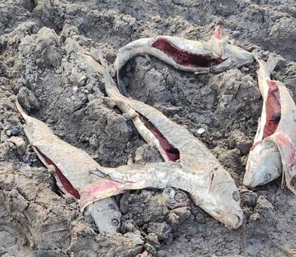 鯉魚死亡真實圖片【“鯉魚死亡真實圖片”直觀展現(xiàn)不同場景下鯉魚大量死亡】