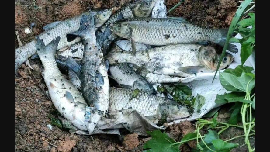 鯉魚死亡真實圖片【“鯉魚死亡真實圖片”直觀展現(xiàn)不同場景下鯉魚大量死亡】