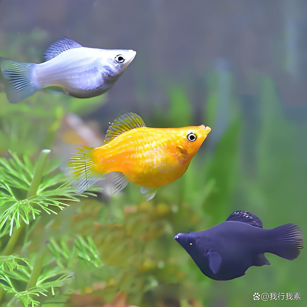 瑪麗球魚生小魚前兆【瑪麗球魚生小魚前兆及難產(chǎn)應(yīng)對方法搜狐網(wǎng)】