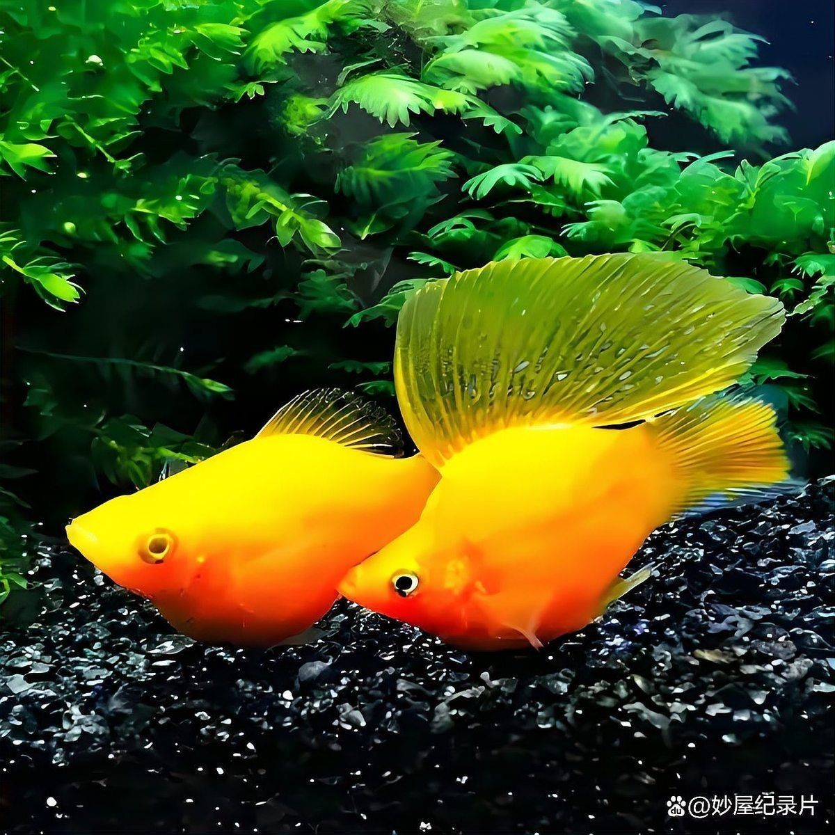瑪麗球魚生小魚前兆【瑪麗球魚生小魚前兆及難產(chǎn)應(yīng)對方法搜狐網(wǎng)】