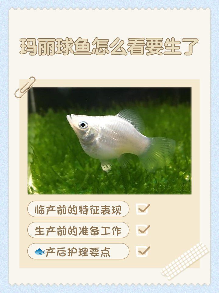瑪麗球魚生小魚前兆【瑪麗球魚生小魚前兆及難產(chǎn)應(yīng)對方法搜狐網(wǎng)】