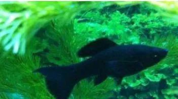 瑪麗球魚生小魚前兆【瑪麗球魚生小魚前兆及難產(chǎn)應(yīng)對方法搜狐網(wǎng)】
