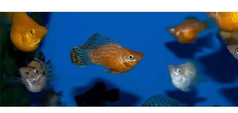 瑪麗球魚生小魚前兆【瑪麗球魚生小魚前兆及難產(chǎn)應(yīng)對方法搜狐網(wǎng)】