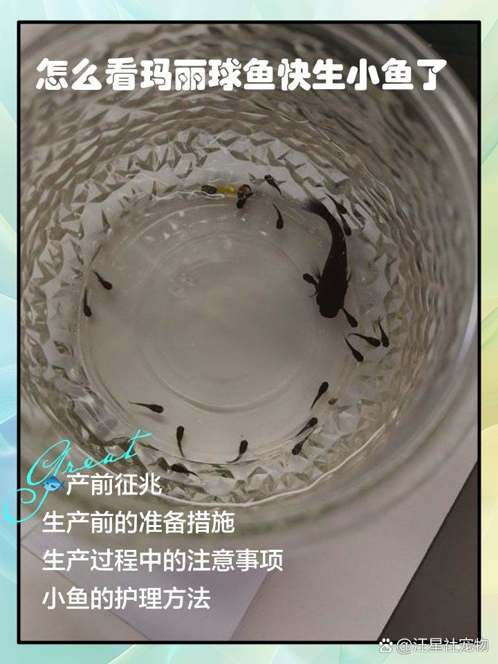 瑪麗球魚生小魚前兆【瑪麗球魚生小魚前兆及難產(chǎn)應(yīng)對方法搜狐網(wǎng)】